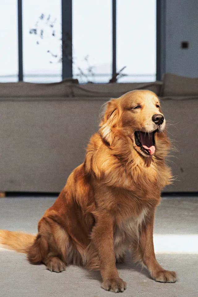 Photo of a golden retriever sitting in a living room